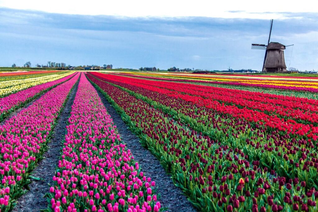 Boat Bike Tours Unveils Largest Tulip Season Yet for Spring 2026