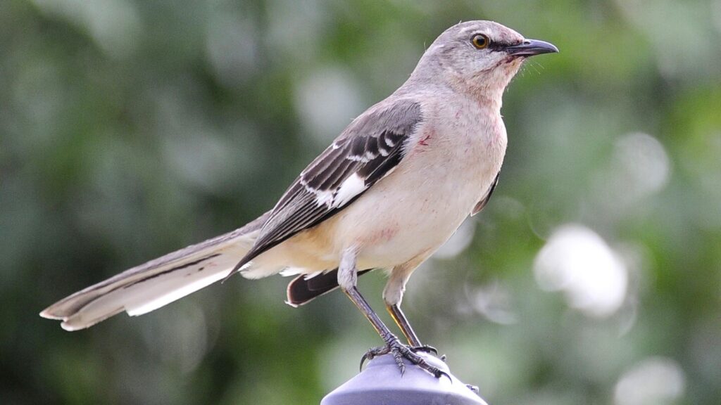 AI-driven nature apps are helping hikers discover life on their trails