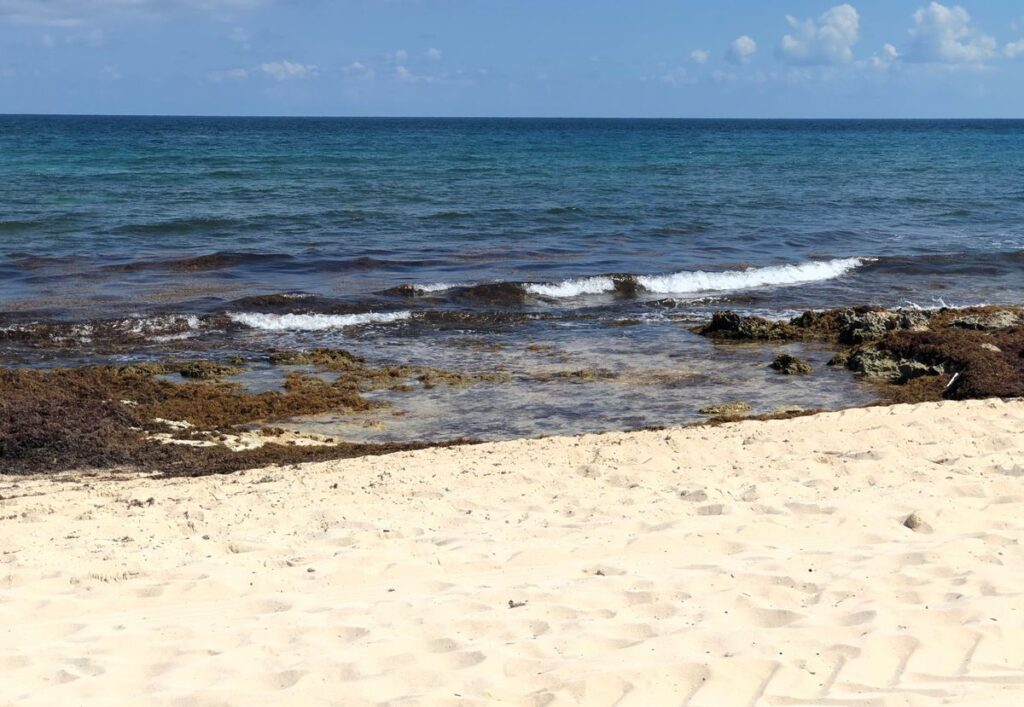 Mexico Collects Over 76,000 Tons of Sargassum This Year