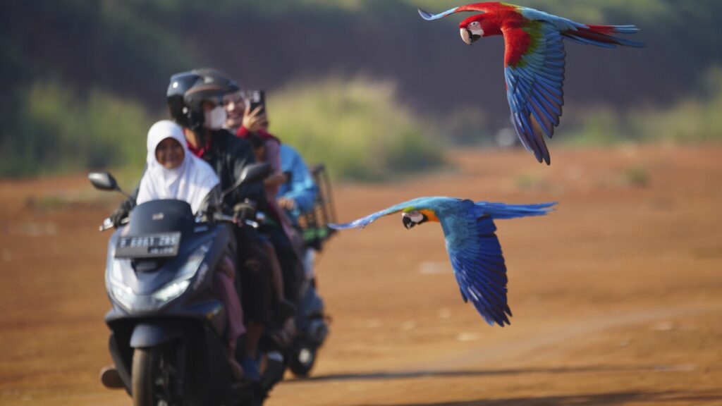Photos show how an Indonesian motorbike mechanic became a macaw trainer