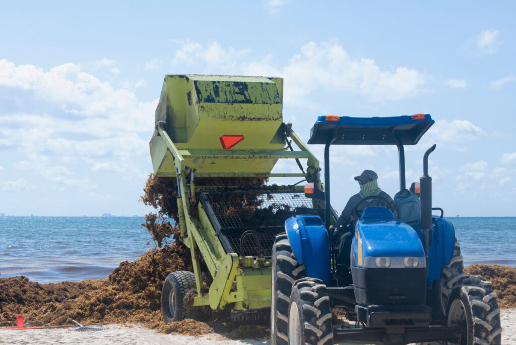 The Mexican Caribbean’s Next Billion Dollar Plan: Converting a Common Beach Nuisance to Biogas