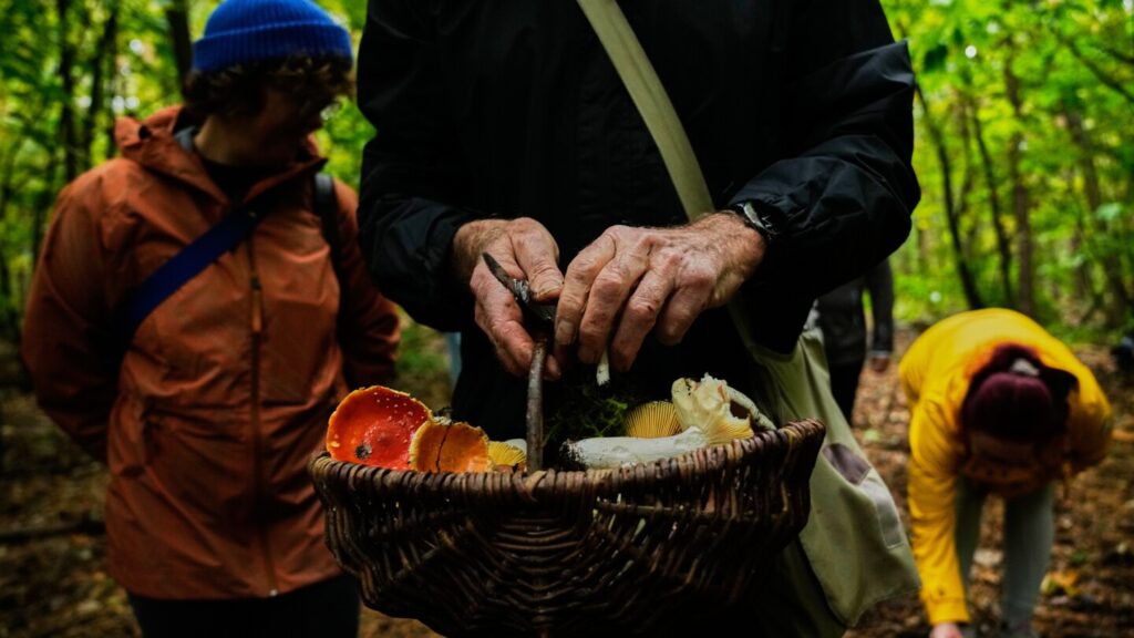 Mushroom hunting in Germany sees a revival thanks to veganism and medicinal fungi, in photos