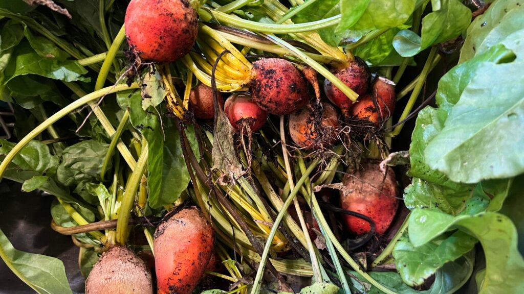 How to cook, freeze or pickle plant scraps instead of discarding them