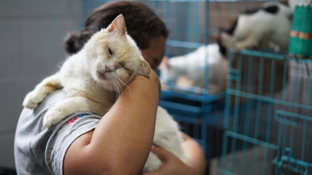 El Salvador’s president seeks help in caring for country’s thousands of stray dogs and cats