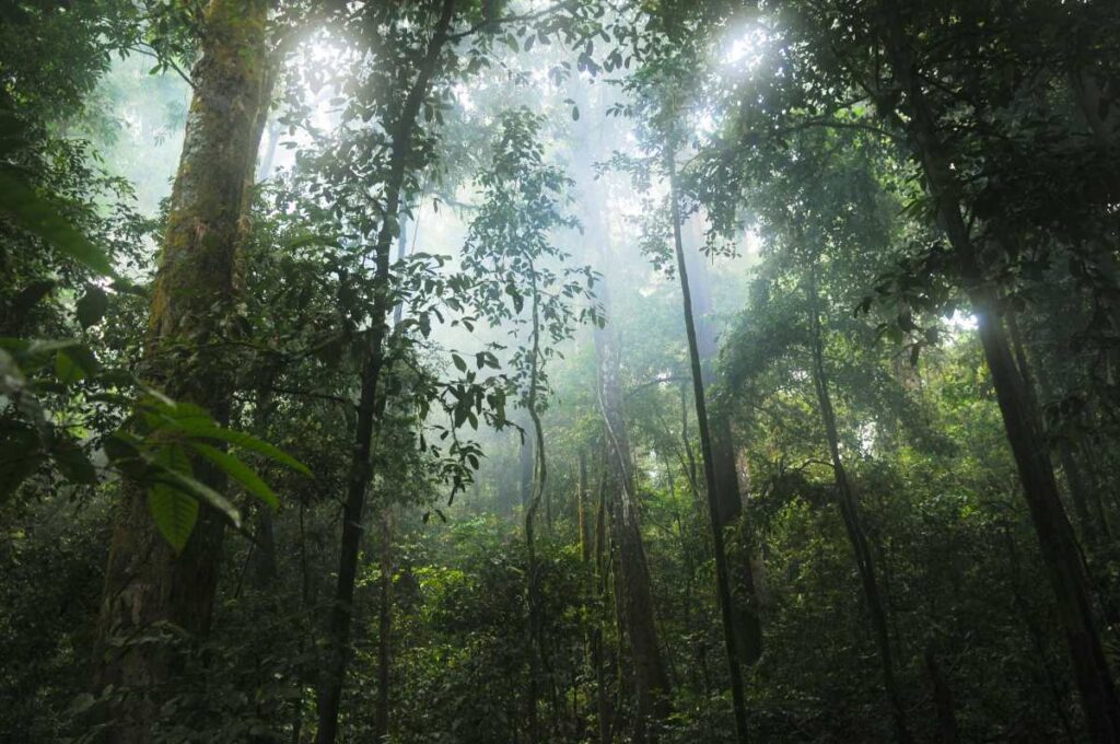 Google to buy carbon credits from massive Amazonian reforestation project