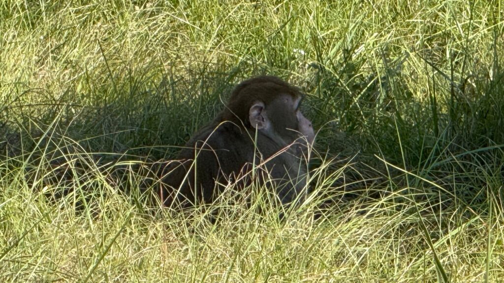 Mississippi homeowner shoots escaped monkey