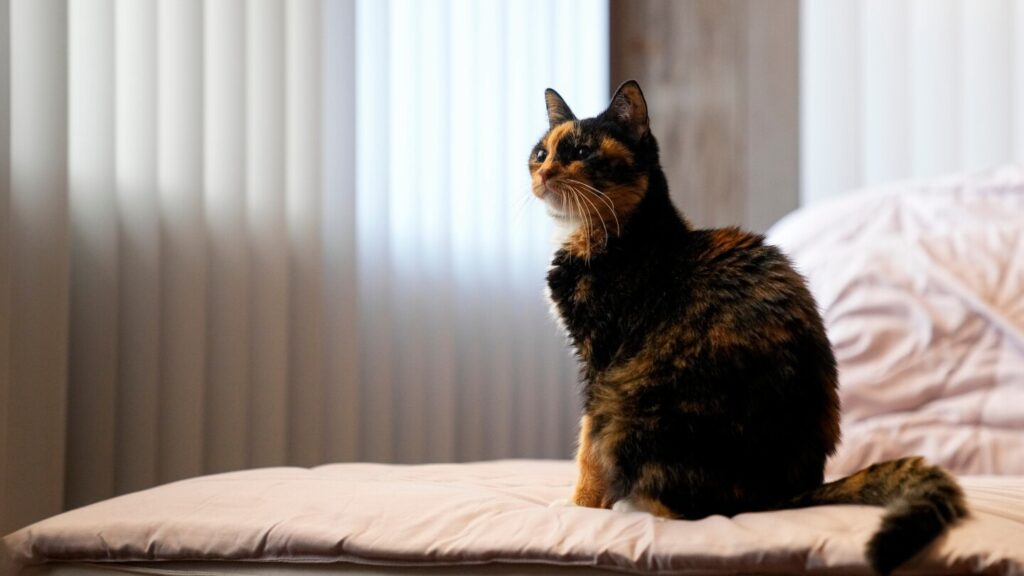 Tips to minimize pets’ climate impact