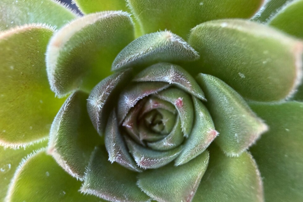 Bring some desert warmth indoors with big, bold succulents